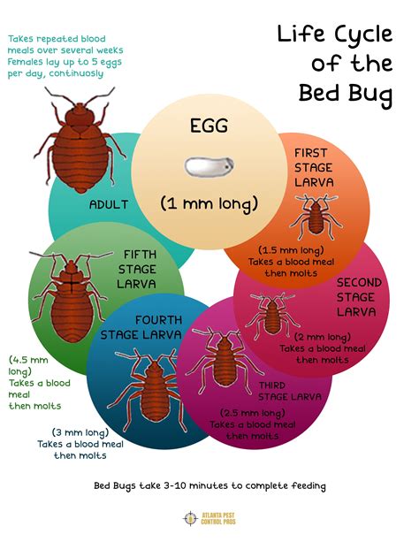 Life Cycle of the Bed Bug Eco Pest Control, Home Entrance Decor, Larvae, Bed Bugs, Life Cycles ...