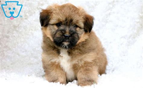 Billy | Shih Tzu Mix Puppy For Sale | Keystone Puppies