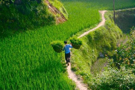 How to Visit China’s Rice Terraces | WildChina