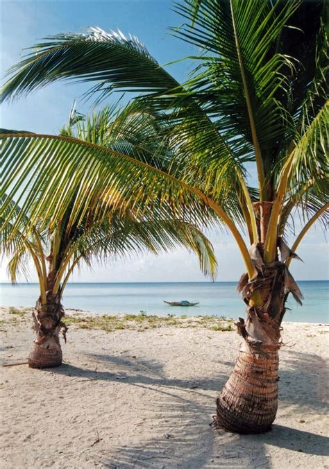 Desert Island Beach Palm Trees Philippines Stock Image - Image: 298301