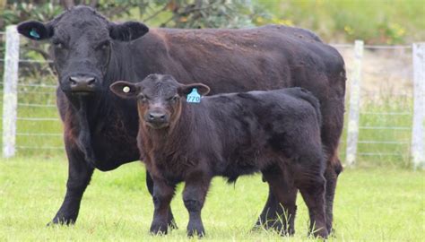 Welsh Black Cattle Breed – Everything You Need to Know