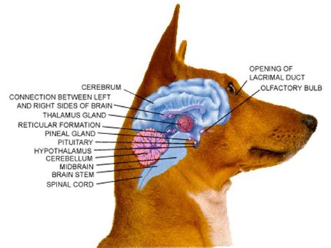 BRAIN ANIMAL EDUCAZIONE e BENESSERE per TE ed il tuo PET: Collaborazioni con Brain Animal: IL ...