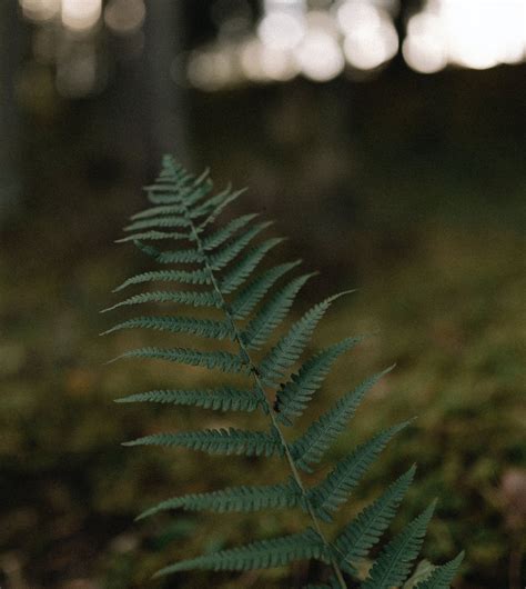 Polypodium Photos, Download The BEST Free Polypodium Stock Photos & HD ...