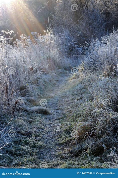 First Frosty Morning stock photo. Image of plant, plants - 11487682