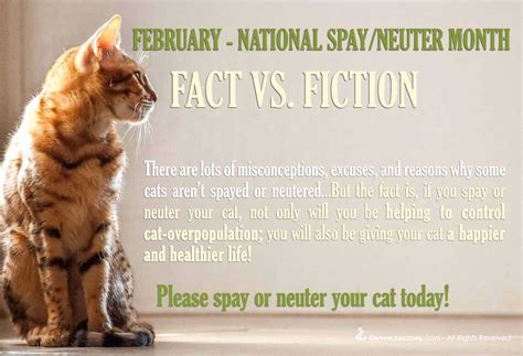 Why You Should Spay/Neuter Your Cat And How You Can Afford It Lola The ...