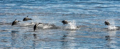 common dolphin jumping outside the ocean 12228999 Stock Photo at Vecteezy