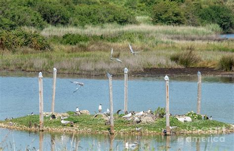 Common Tern Photograph by Bob Gibbons/science Photo Library - Fine Art ...