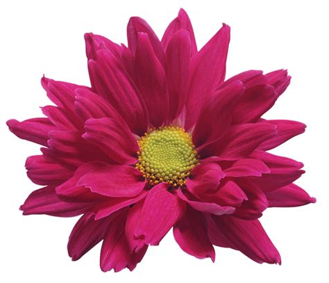 Chrysanthemum Transparent HQ PNG Download | FreePNGimg