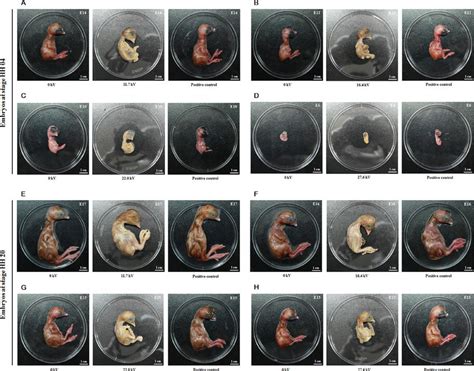 Chicken Embryo Development