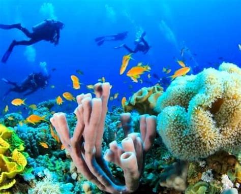 The Brief Sharm El Sheikh Diving Guide: Dive into the Red Sea's Hidden Gems