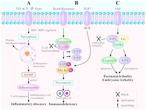 Necroptosis Pathway