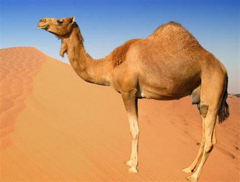 The Camel - Everything Tmey