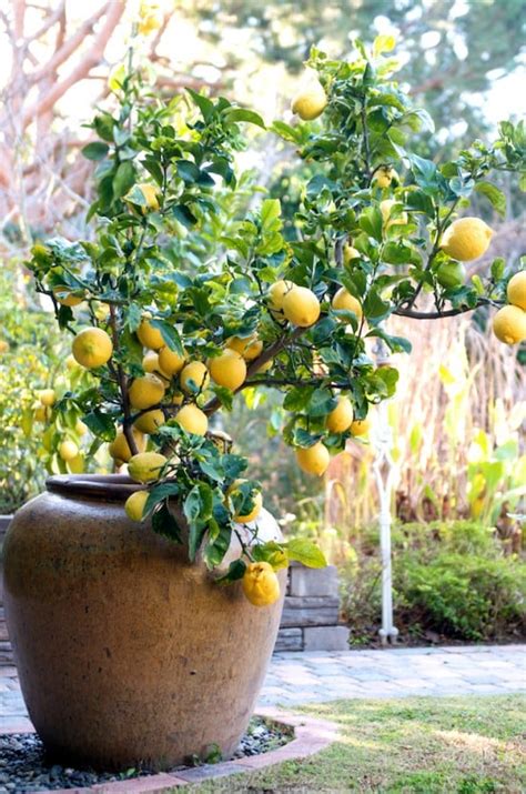 Container Gardening | How to grow lemon fruit trees in containers