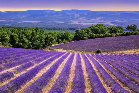 Blooming lavender fields in Provence, France Photograph by Boris ...