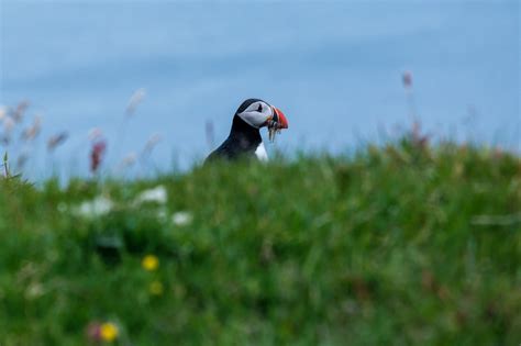 Puffins at Mykines, Faroe Islands