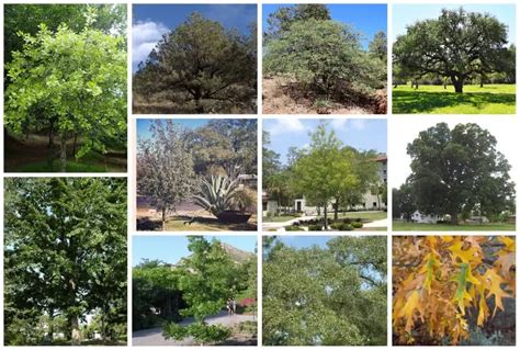 16 Types of Oak Trees in Texas (White & Red Varieties)