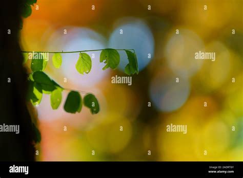 Japanese Fall Foliage Stock Photo - Alamy