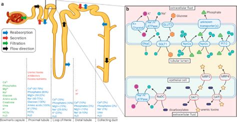 Schematic representation of the nephron and active transport mechanisms... | Download Scientific ...