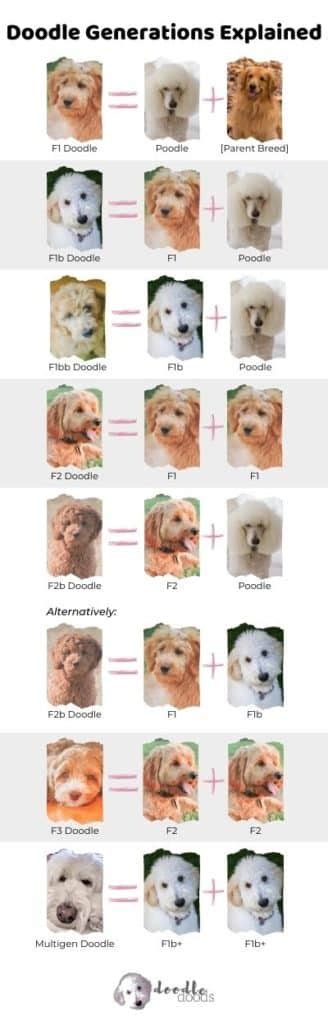 Pyredoodle Size Chart for Standard and Mini Pyredoodles