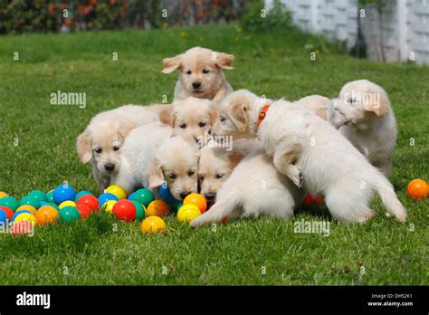 Golden Retriever puppies playing with balls on meadow, Germany Stock Photo: 62192117 - Alamy