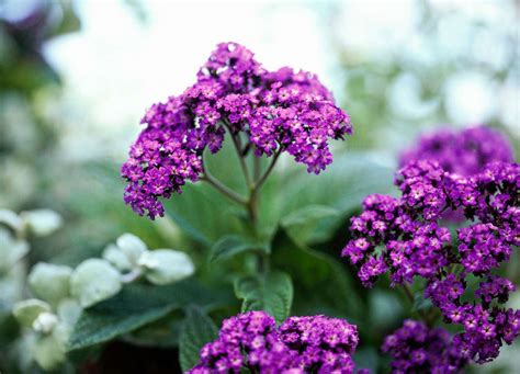 The Best Fragrant Flowers for Your Garden | Better Homes & Gardens