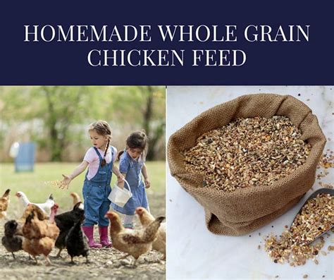 Organic Chicken Feed Recipe