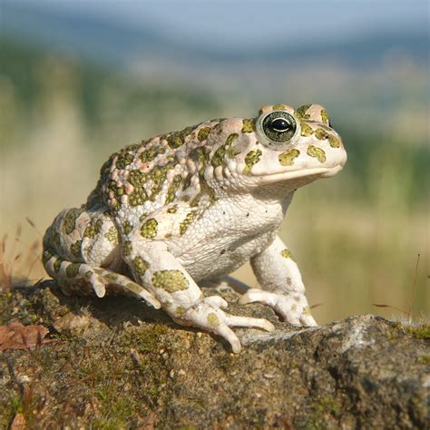 Bioducto: Especies de sapos introducidos en España