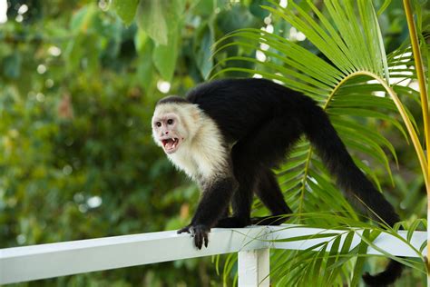 Capuchin monkey in Manuel Antonio, Costa Rica. Photo by nallayerstudios.com. | Animal ...