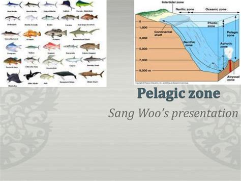 Pelagic zone | PPT