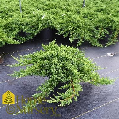 Juniperus procumbens 'Nana' Japanese Garden Juniper from Home Nursery