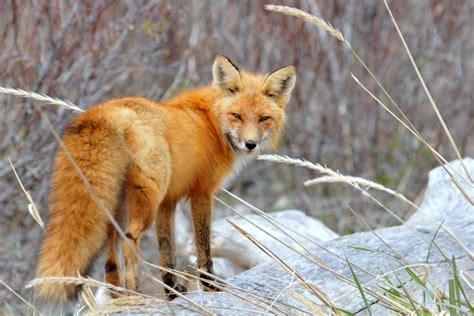 Vulpes vulpes by Eric Le Bel | Animals, Eric, National parks