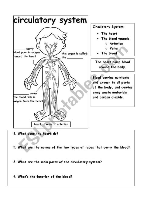 Worksheet Circulatory System - Printable Word Searches