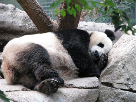 Panda Sleeping | San Diego Zoo April 2009 | P Weiss | Flickr