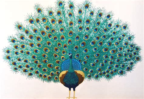 Peacock Images Art - Cliparts.co