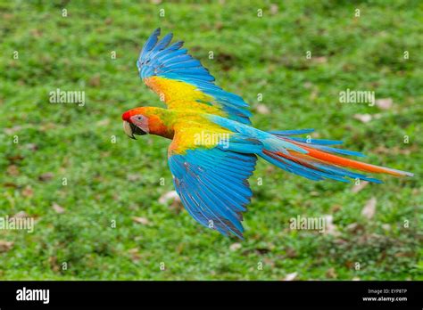 A Great Green Macaw flying Stock Photo - Alamy