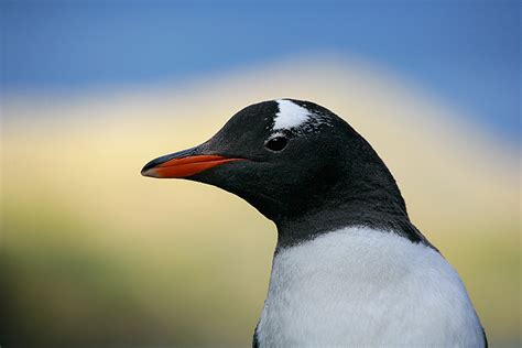 Gentoo Penguin