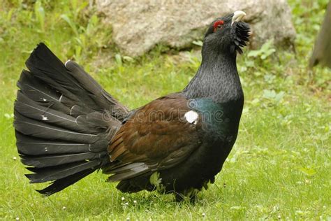 Western Capercaillie. Proud capercaillie during courtship, at a meadow ...