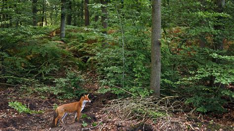 Hoge Veluwe National Park | | Attractions - Lonely Planet