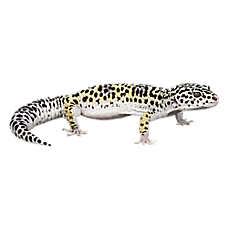 Pet Reptiles For Sale: Snakes, Geckos, Turtles & More | PetSmart Pet ...