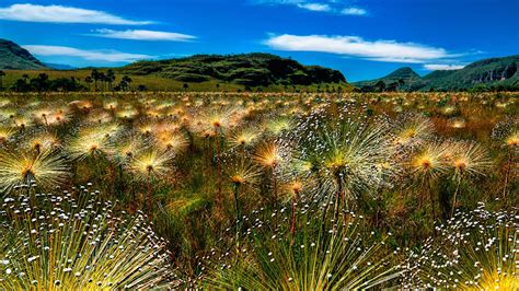 Articles by Chris McGowan: The Importance of Being Cerrado: Brazil's Other Huge, Endangered ...