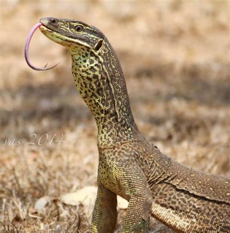 Australian monitor lizards build underground condos used by dozens of ...