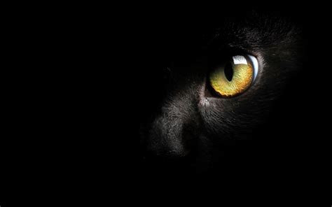 🔥 Download Black Cat Wallpaper High Quality by @cynthiag | Black Cat Wallpapers, Wallpapers ...