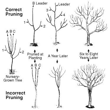 Pruning & Training Apple & Pear Trees | Home & Garden Information Center