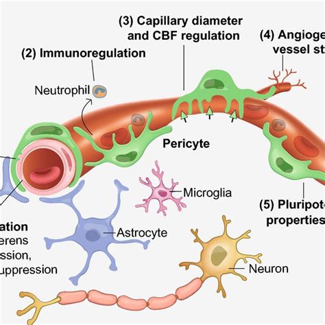 Pericyte responses to brain injury. Injury can: (1) induce pericyte ...