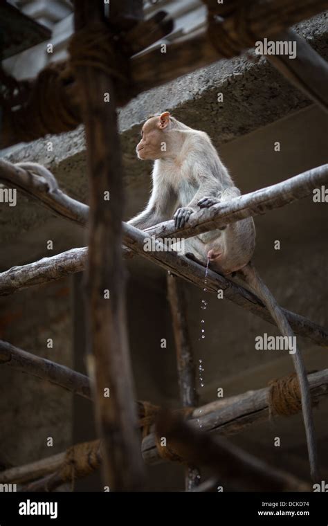 Monkey in the indian temple Stock Photo - Alamy