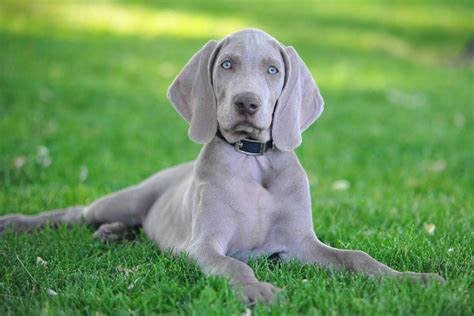 Housebreaking Your Weimaraner. A Guide to Potty Training. – Weimaraner 101