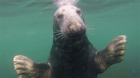 Marine biologist films wild grey seals clapping | KidsNews