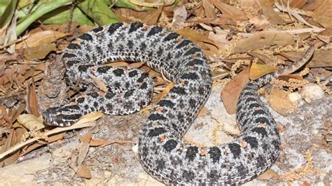 Pygmy rattler bites Englewood man | Charlotte Sun | yoursun.com