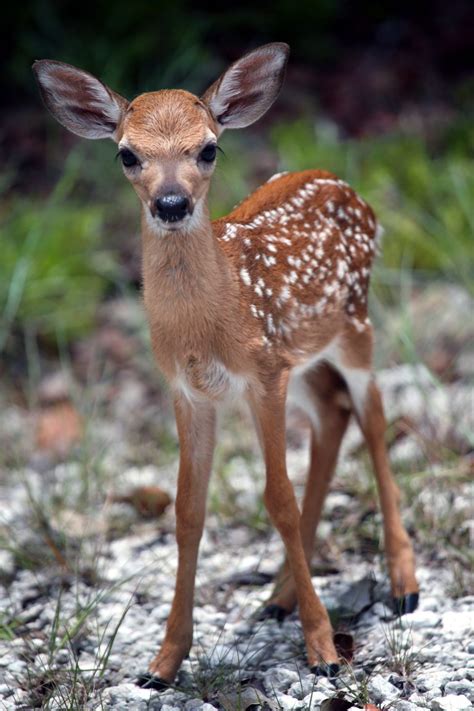 Fawn | Noni Cay Photography