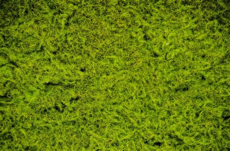 Artificial Moss Sheets - Fake Light Green Moss Sheet | Commercial Silk